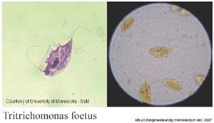 Tortrichomonas foetus